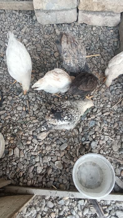 Xonaki 2 oylik jõjalar sotiladi.