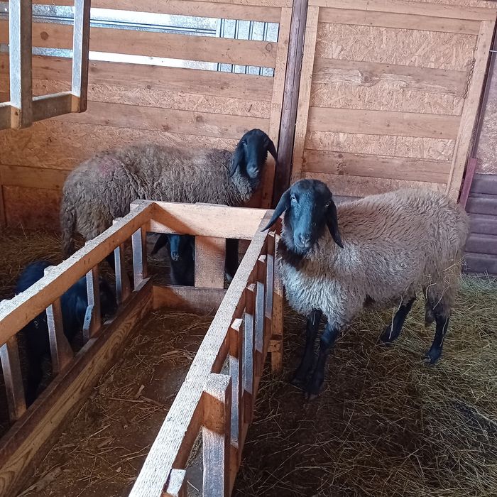 Oaie la a treia fătare,mieluțu lângă ea și mioară gestantă , 1600 buc