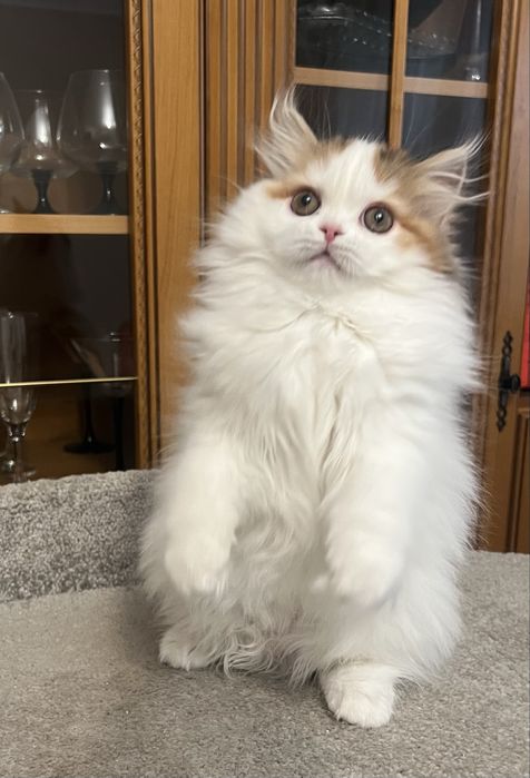 Роскошная хайленд страйт!