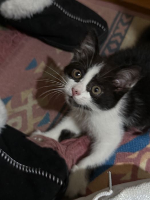 СРОЧНО отдаю в хорошие руки