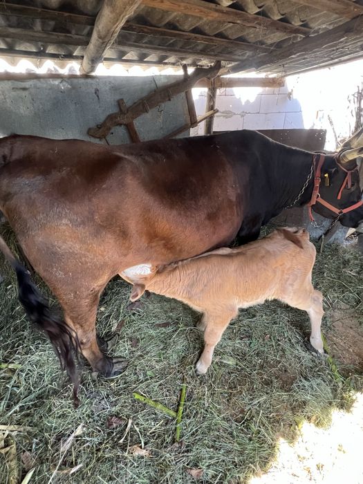 vaca cu vitel de vanzare