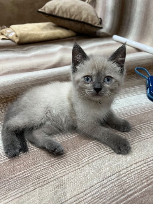 Котенок девочка ищет дом