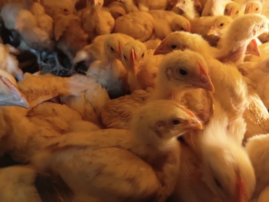 Бройлер кобб500 сатылымда