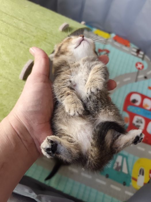 Бесподобные котята Манчкины