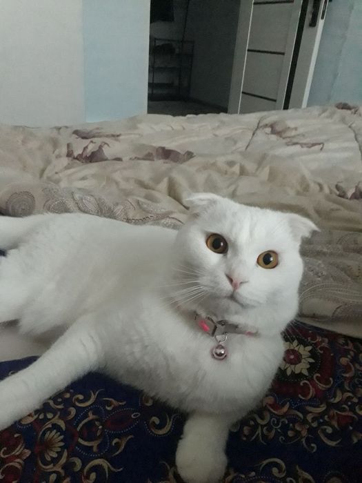 Oq shinshila zor toza zot