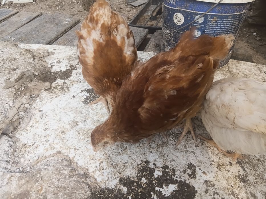 Ломан браун балапандары