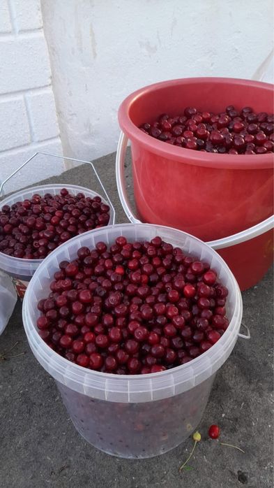 Продам дачный вишня