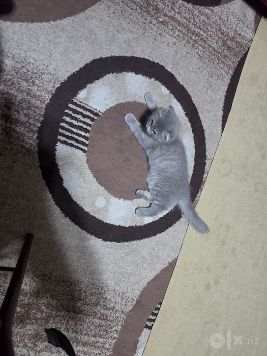 Шотландский вислоухий котенок девочка