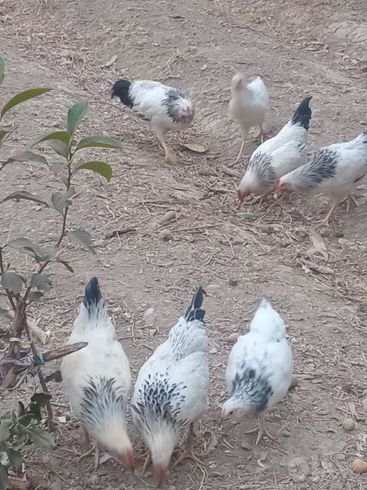 Tovuqlar sotiladi 4+1