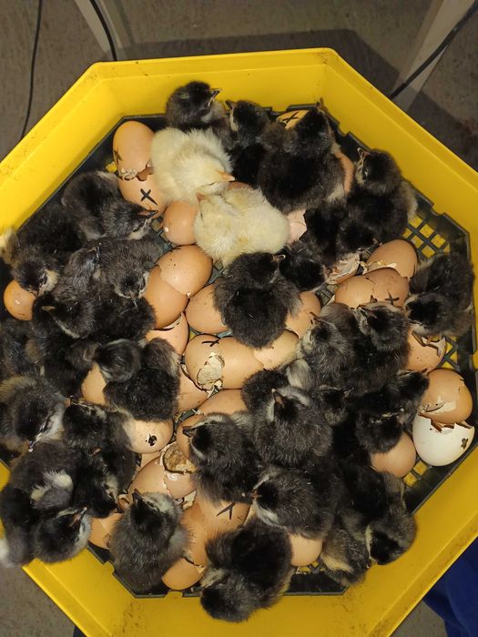 Pui de găină Australorp negru și leghorn alb
