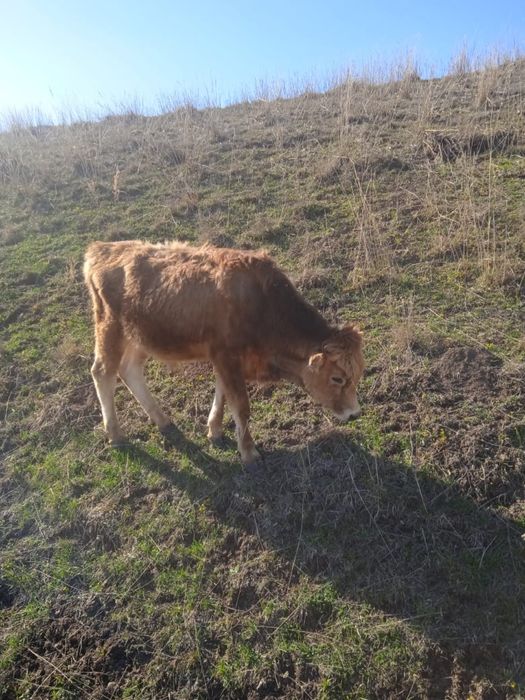 теленок 1 год