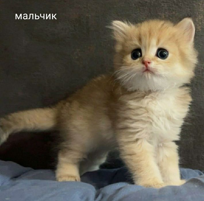 Золотые британские котята