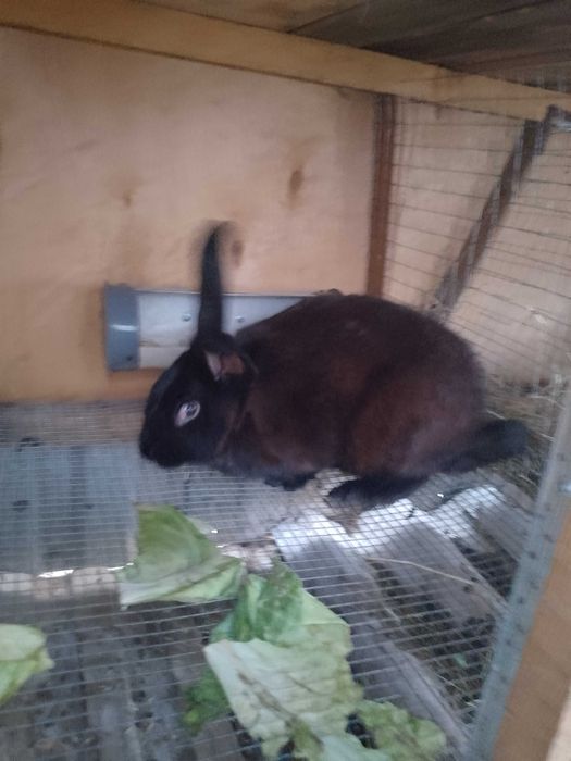 Кролик великан...