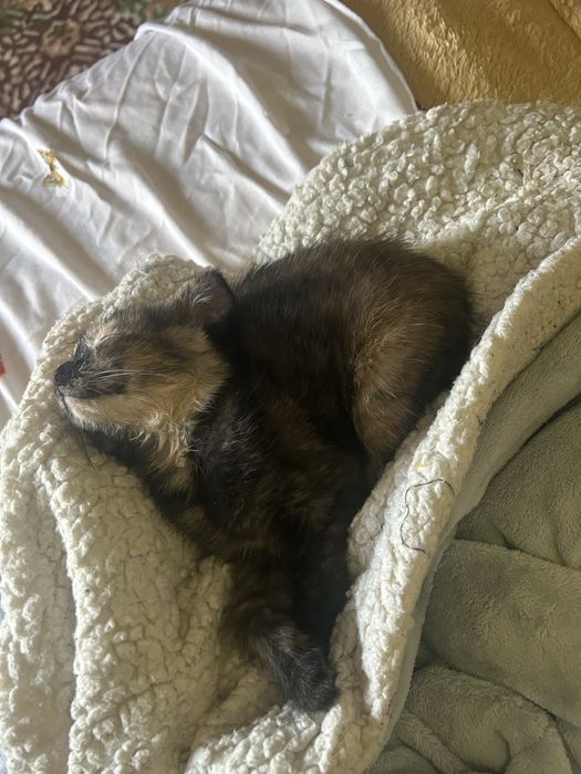 Котята вислоухие