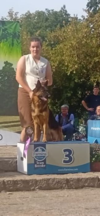 Femela Ciobanesc german