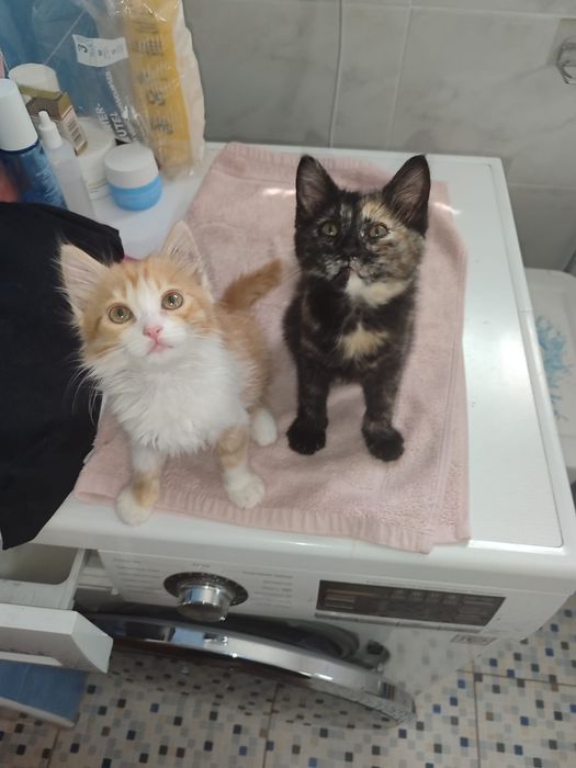 Котята в добрые руки!