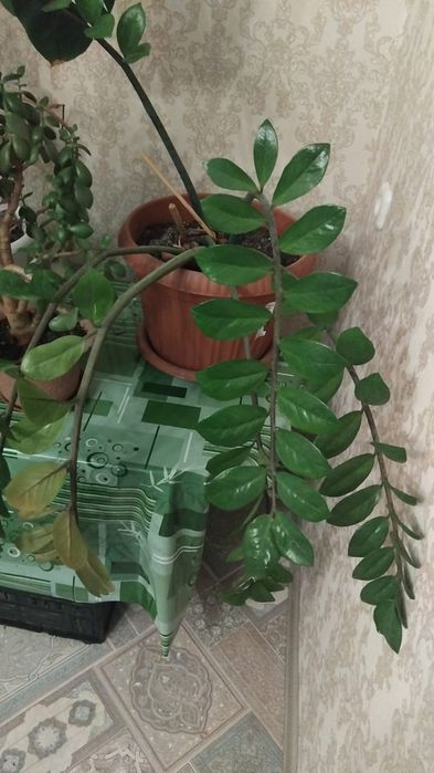 Продается долларовое дерево