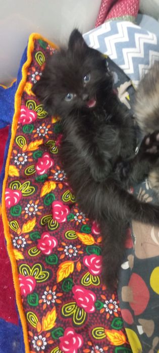 Отдам котят в заботливые руки