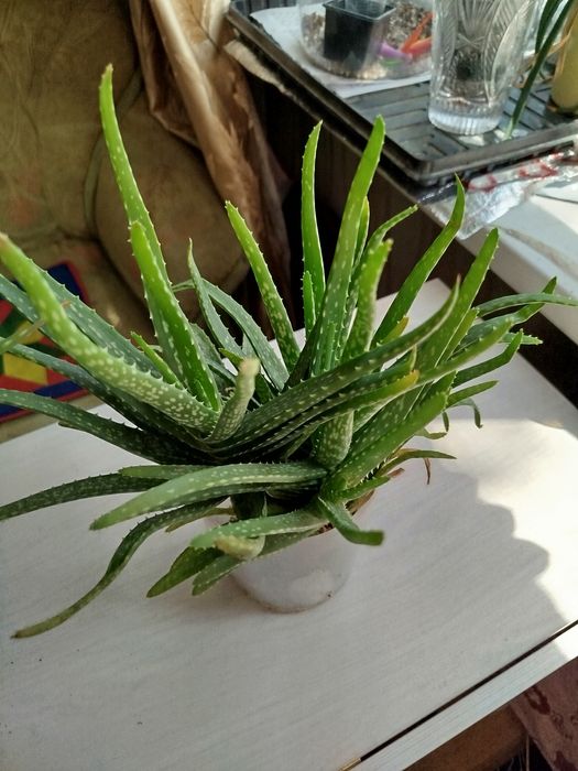 Алоэ Вера лечебный