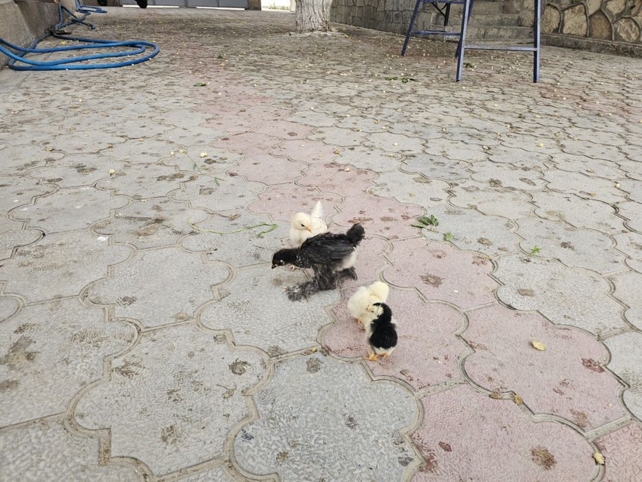 35 mingga Brama joʻjalari -  1 oylik,  uy sharoitida