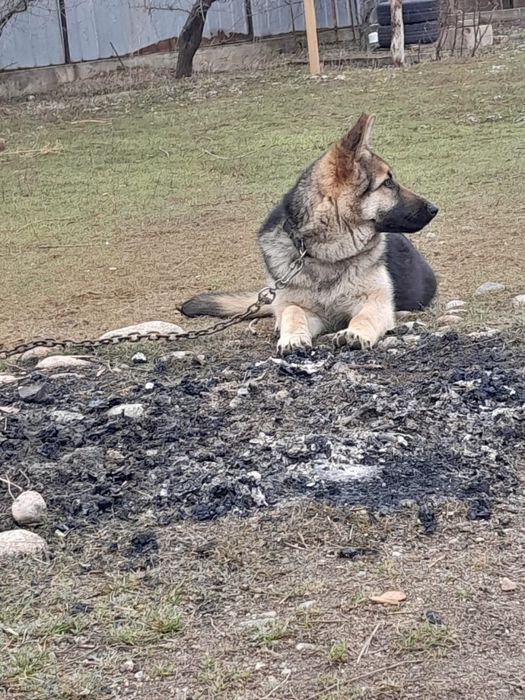 Продаю собачку  хорошая собачка