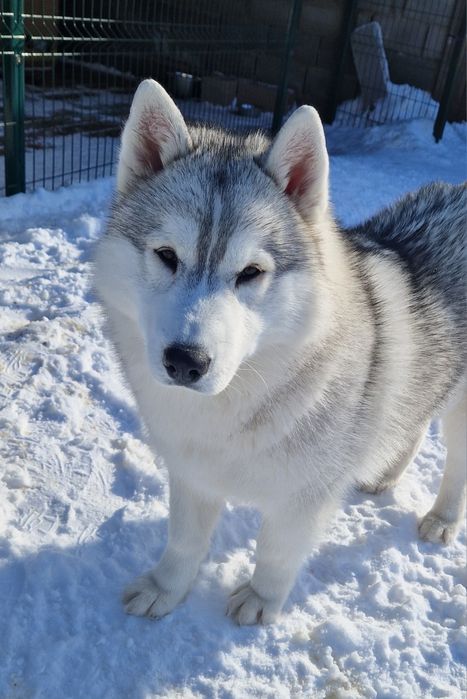 Шикарная девочка от Чемпионов!