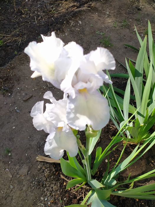 Многолетние цветы ирис жетый