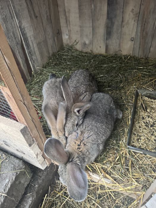 Iepurasi urias german 3 luni 2,700 kg