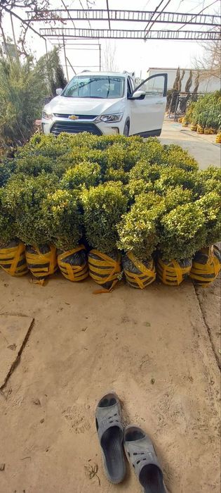 Archa va har xil turdagi gullar