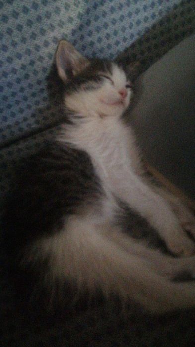 отдаём котенка девочка