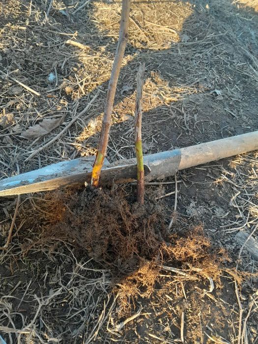 Продам саженцы малины