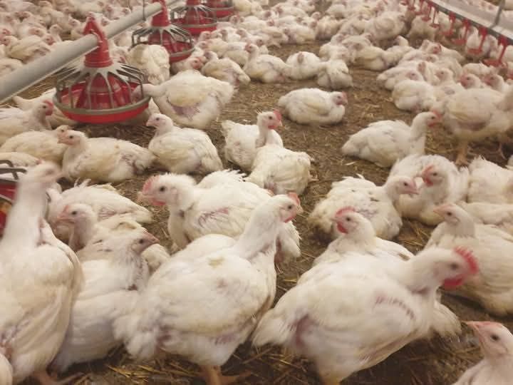 Pui de carne și rasa mixtă