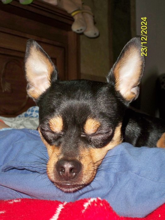 Вязка той терьер