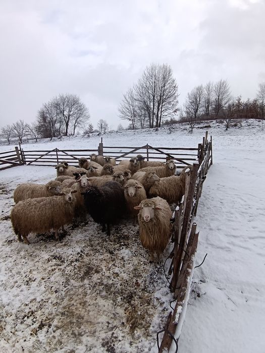 Vand 10 oi la alegre