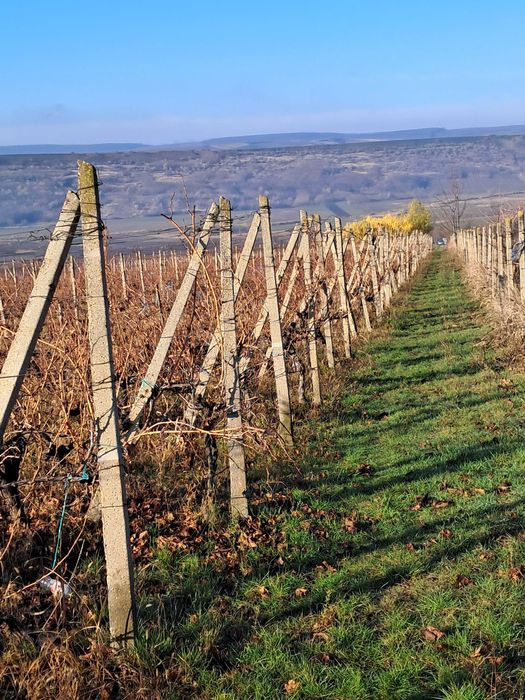 Vand spaleri  din beton