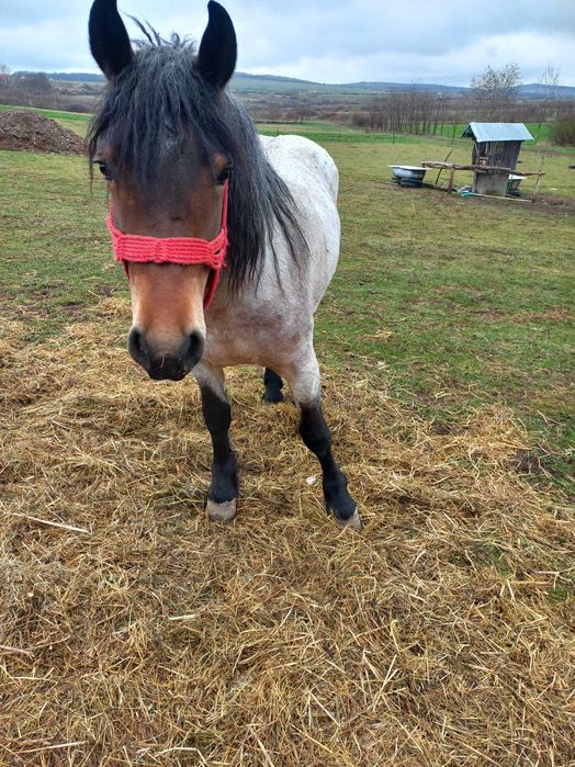 De vanzare iapa  de 2nai