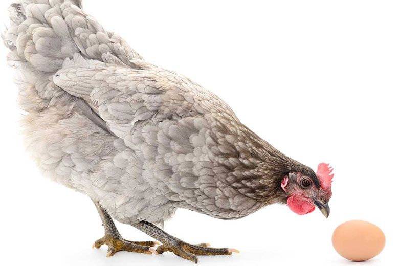 Tovuqlar olamiz !!! товук оламиз