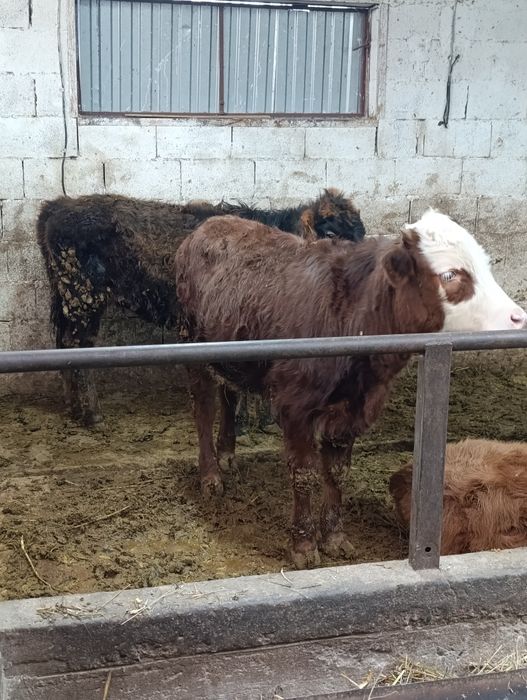 Продаются тёлки .