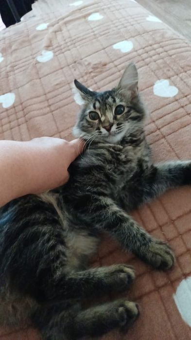 Бесплатно отдам мальчика кота