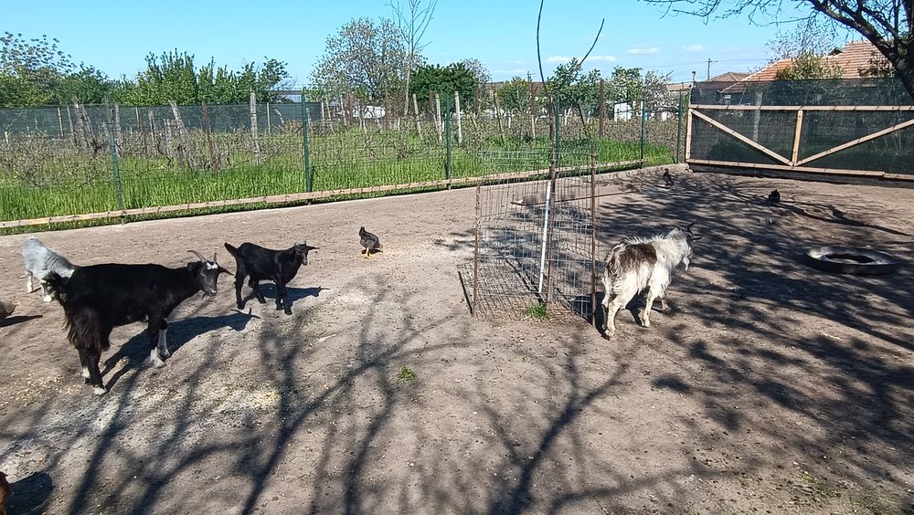 4 capre tinere cu iezi și 1 țap