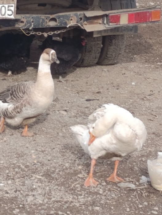 Гусс,қаз сатамын,продаю