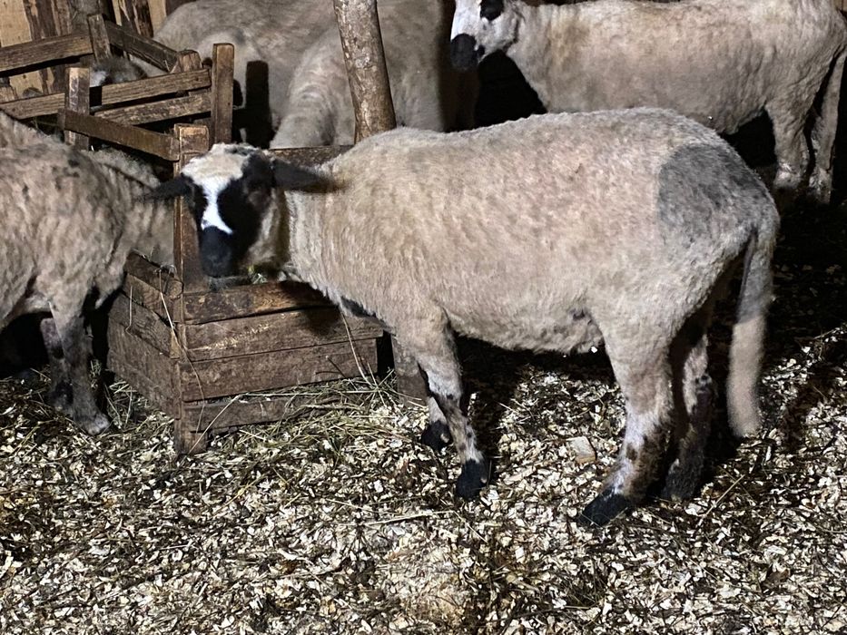 Vând oaie pentru sacrificat