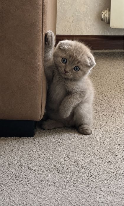 Скотиш фолд , малчик