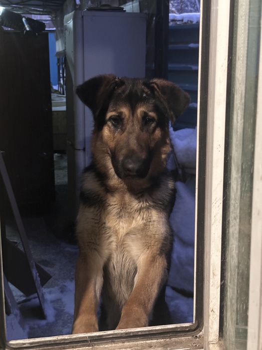 Породистая овчарка