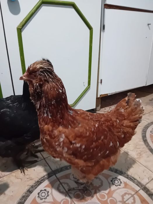 De vânzare Ouă de găină moțate pentru incubat