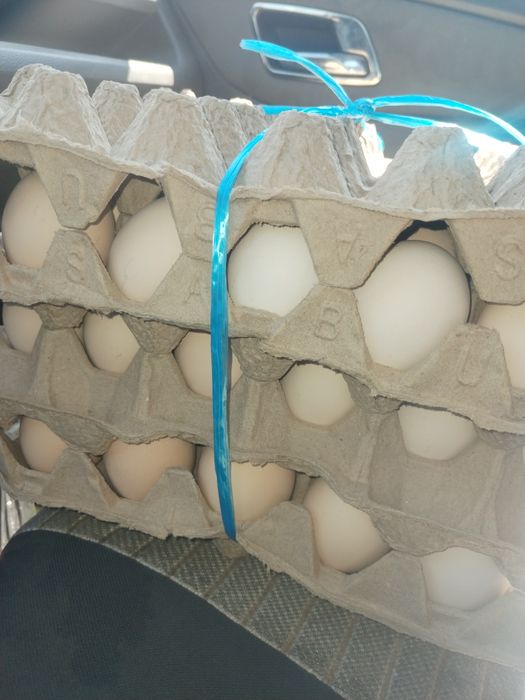 Уйда бокилган Товук тухуми