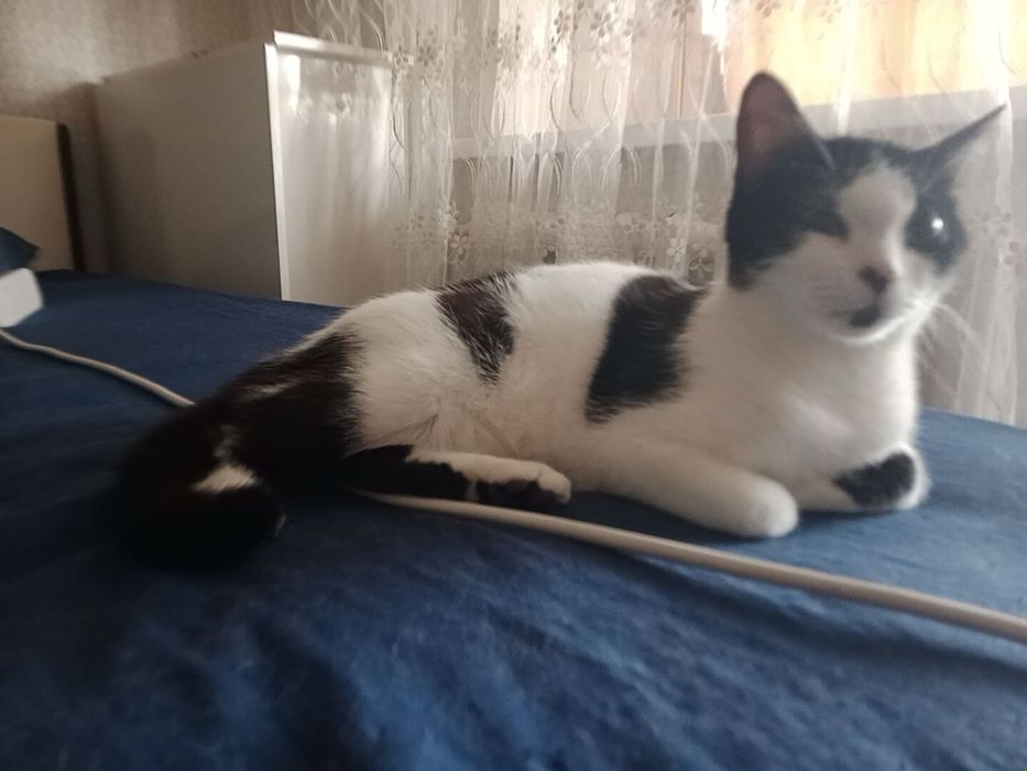 Котята и 2 кошки