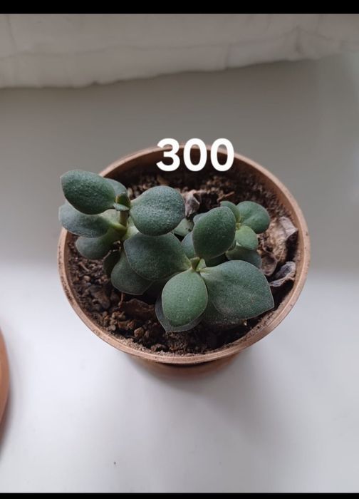 Комнотныйе цветы толстяньки