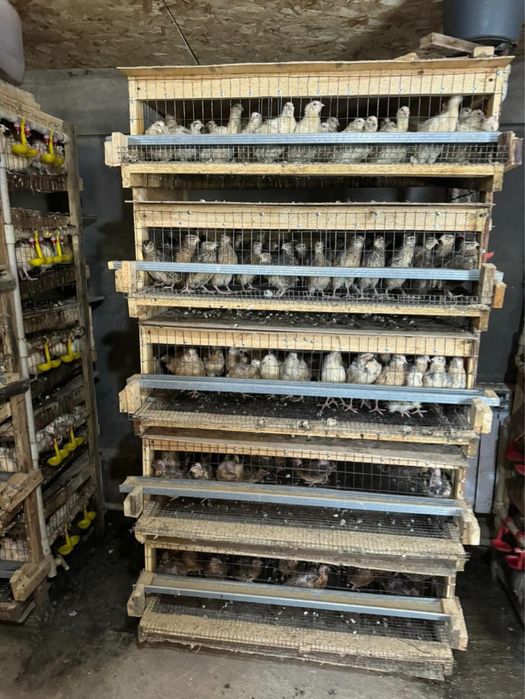 Бодене 2500 шт бар