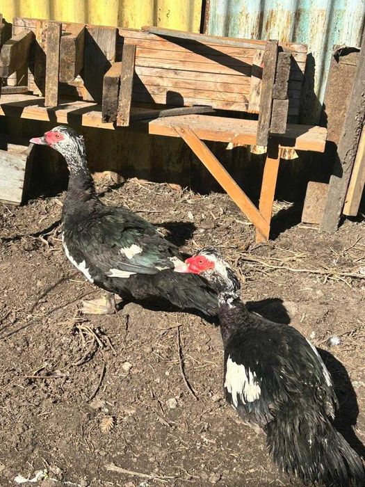 продам индоутку-селезня